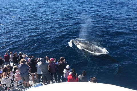 Whale Watching By Sea World Cruises - Accommodation in Surfers Paradise 5