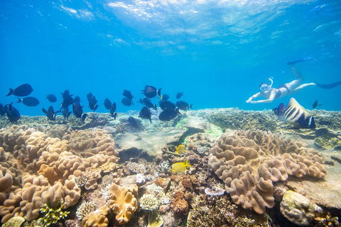 Outer Reef Pontoon Experience From Cairns - Accommodation in Surfers Paradise 4