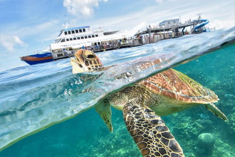 Outer Reef Pontoon Experience From Cairns - Accommodation in Surfers Paradise 5