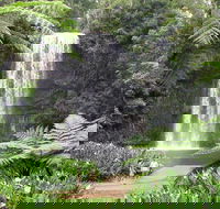 Private Daintree and Cape Tribulation Tour from Port Douglas - Accommodation in Surfers Paradise