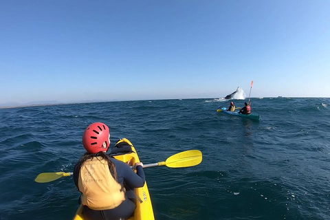 Kayaking With Dolphins In Byron Bay Guided Tour - Accommodation in Surfers Paradise 3
