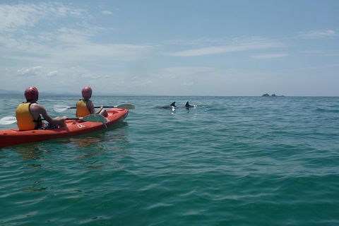 Kayaking With Dolphins In Byron Bay Guided Tour - Accommodation in Surfers Paradise 4