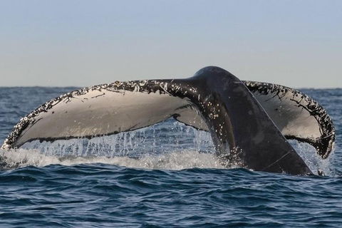 Sydney Whale-Watching Cruise Including Lunch Or Breakfast - Accommodation in Surfers Paradise 0