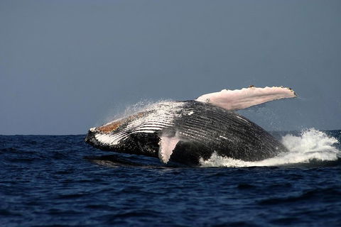 Sydney Whale-Watching Cruise Including Lunch Or Breakfast - Accommodation in Surfers Paradise 1