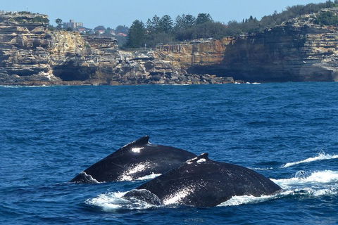 Sydney Whale-Watching Cruise Including Lunch Or Breakfast - Accommodation in Surfers Paradise 2