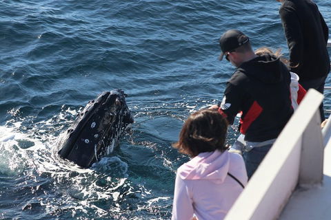 Sydney Whale-Watching Cruise Including Lunch Or Breakfast - Accommodation in Surfers Paradise 5