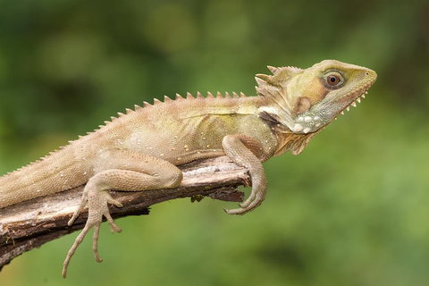 Atherton Tablelands Rain Forest By Night From Cairns - Accommodation in Surfers Paradise 1