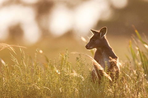 Blue Mountains Day Tour With Wildlife At Sunset From Sydney - Accommodation in Surfers Paradise 2