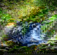 Day Tour in Mt. Field Mt. Wellington Bonorong Wildlife Sanctuary and Richmond - Accommodation in Surfers Paradise