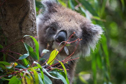 Australian Wildlife Tour At Melbourne Zoo Ticket - Accommodation in Surfers Paradise 1