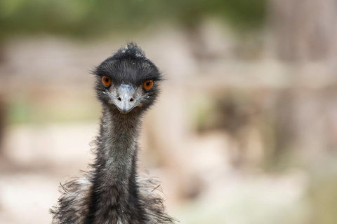 Australian Wildlife Tour At Melbourne Zoo Ticket - Accommodation in Surfers Paradise 3