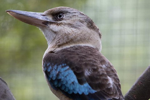 Australian Wildlife Tour At Melbourne Zoo Ticket - Accommodation in Surfers Paradise 4