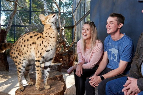 African Cat Encounter At Werribee Open Range Zoo - Accommodation in Surfers Paradise 0