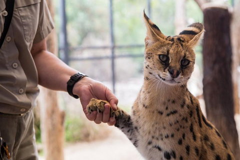 African Cat Encounter At Werribee Open Range Zoo - Accommodation in Surfers Paradise 1