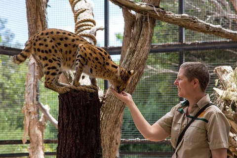 African Cat Encounter At Werribee Open Range Zoo - Accommodation in Surfers Paradise 2
