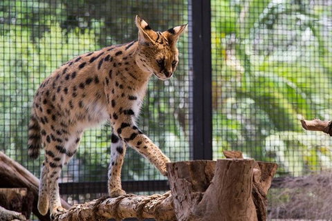 African Cat Encounter At Werribee Open Range Zoo - Accommodation in Surfers Paradise 3