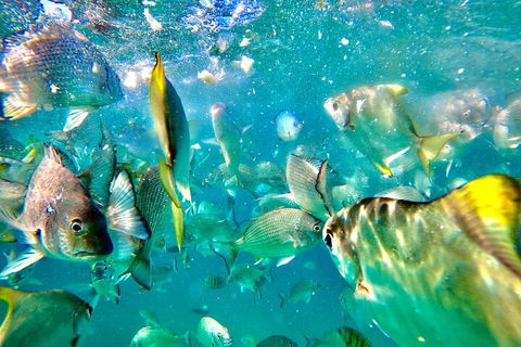 Moreton Island Day Trip (Kayak, Snorkel & Sandboard) Frm Brisbane Or Gold Coast - Accommodation in Surfers Paradise 1