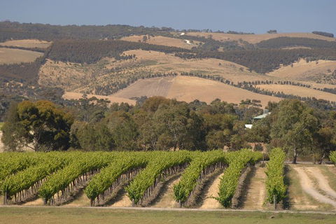 McLaren Vale And Glenelg Wine Tasting And Sightseeing (Half-day Afternoon) - Accommodation in Surfers Paradise 2