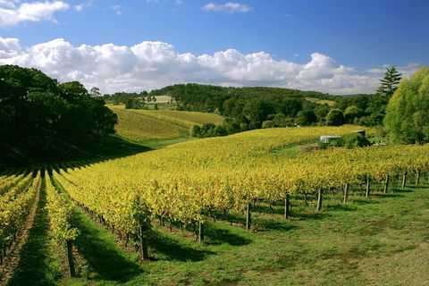 McLaren Vale And Glenelg Wine Tasting And Sightseeing (Half-day Afternoon) - Accommodation in Surfers Paradise 4