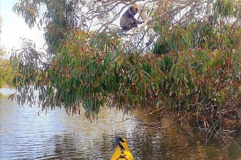 Kangaroo Island Self-Guided Kayaking On The Harriet River - Accommodation in Surfers Paradise 4