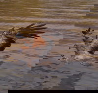 Litchfield and Jumping Crocodiles Full Day Trip from Darwin - Accommodation in Surfers Paradise