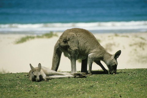Great Ocean Road Highlights Tour - 2 Days, 1 Night - Accommodation in Surfers Paradise 2
