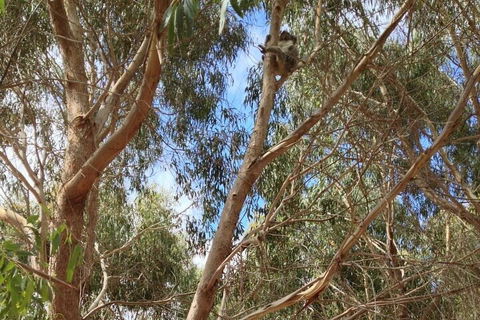 Kangaroo Island 4WD Tour - Best Of KI In 2 Days - Accommodation in Surfers Paradise 0