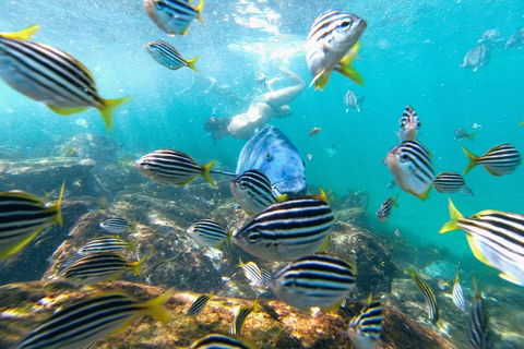 Manly Snorkel Trip And Nature Walk With Local Guide - Accommodation in Surfers Paradise 2