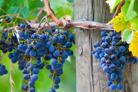 Yarra Valley, Dandenong Ranges Inc. Lunch With Wine,plus Morning Tea,chocolate - Accommodation in Surfers Paradise 0