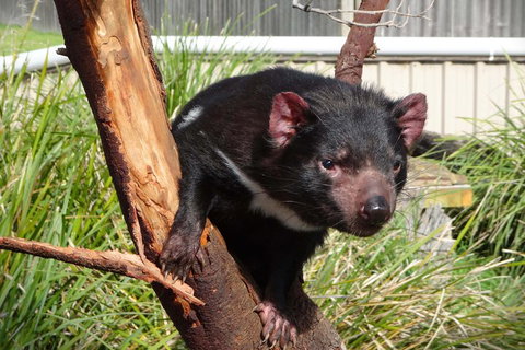 Tasmania 6 Day 'Tour In Circle' - Accommodation in Surfers Paradise 1