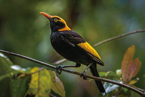 O'Reilly's & Lamington National Park From Gold Coast - Accommodation in Surfers Paradise 1