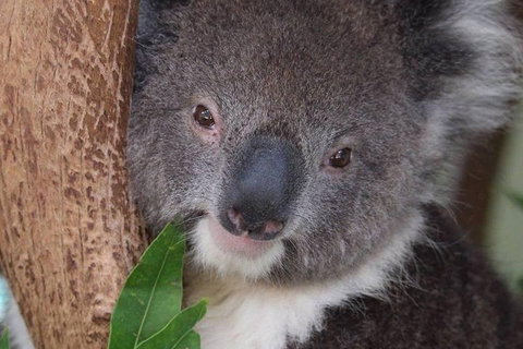 All Inclusive Blue Mountains Small-Group Day Trip From Sydney - Accommodation in Surfers Paradise 1