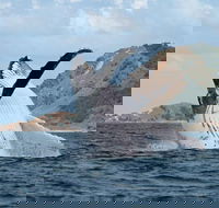 Byron Bay Whale Watching Cruise - Accommodation in Surfers Paradise