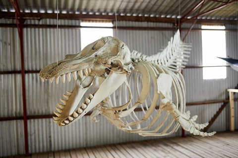 Albany's Whale Story - Accommodation in Surfers Paradise 3