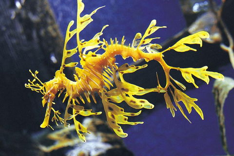 SEA LIFE Melbourne Aquarium Admission Ticket - Accommodation in Surfers Paradise 0