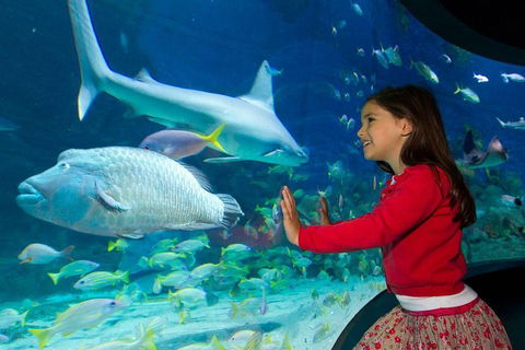 SEA LIFE Melbourne Aquarium Admission Ticket - Accommodation in Surfers Paradise 1