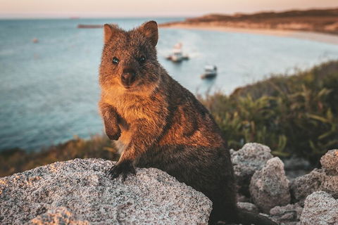 Rottnest Island Roundtrip Fast Ferry From Hillarys Boat Harbour - Accommodation in Surfers Paradise 5