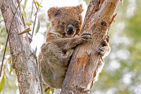 Wild Australian Wildlife 4WD Tour From Sydney - Accommodation in Surfers Paradise 1
