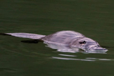 Wild Australian Wildlife 4WD Tour From Sydney - Accommodation in Surfers Paradise 2
