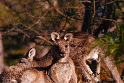 Wild Australian Wildlife 4WD Tour From Sydney - Accommodation in Surfers Paradise 3