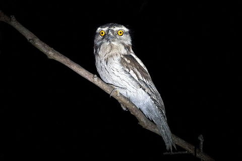 Wild Australian Wildlife 4WD Tour From Sydney - Accommodation in Surfers Paradise 4