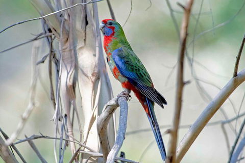 Wild Australian Wildlife 4WD Tour From Sydney - Accommodation in Surfers Paradise 5