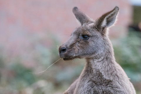 Grampians National Park With Kangaroos And MacKenzie Falls From Melbourne - Accommodation in Surfers Paradise 0
