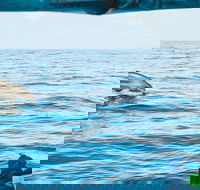 Cruise with Dolphins in Byron Bay - Accommodation in Surfers Paradise