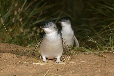 Phillip Island Penguin And Koala Highlights Day-Trip From Melbourne - Accommodation in Surfers Paradise 3