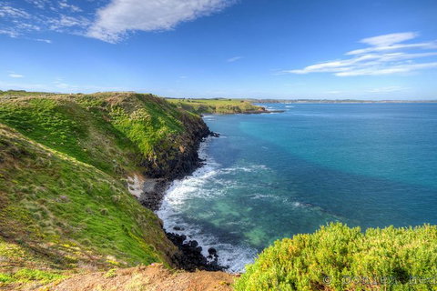 Phillip Island Penguin And Koala Highlights Day-Trip From Melbourne - Accommodation in Surfers Paradise 5