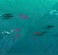 40-45 Minute Port Stephens and Stockton Beach Helicopter Flight - For 2 - Accommodation in Surfers Paradise