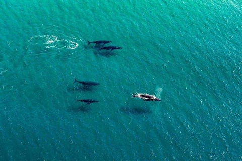 40-45 Minute Port Stephens And Stockton Beach Helicopter Flight - For 2 - Accommodation in Surfers Paradise 0