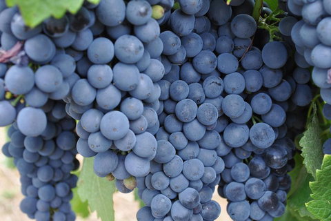 Adelaide Hills Day Tour. Winery Cellar Doors - Accommodation in Surfers Paradise 3