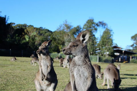 Royal National Park Tour - Accommodation in Surfers Paradise 2